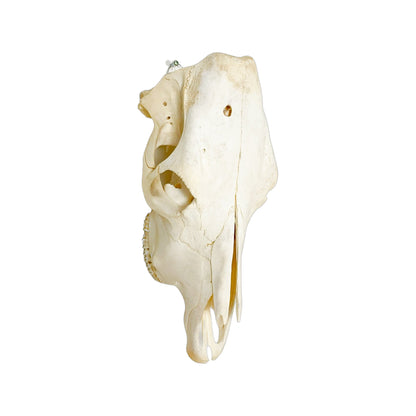 A Home Decor Taxidermy Cow Skull of Grade Respectable