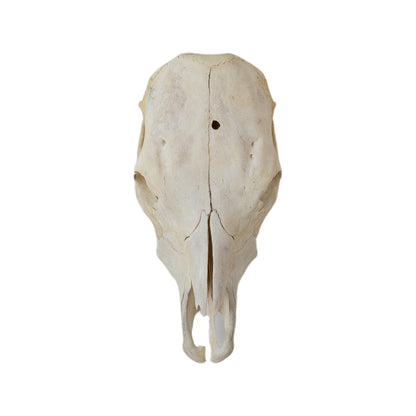 A Home Decor Taxidermy Skull Cowof Grade Remarkable