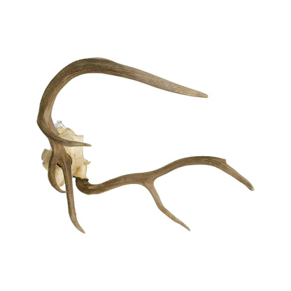 A Home Decor Taxidermy Elk European Skull of Grade Inferior