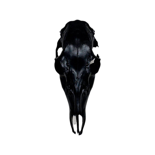 A Home Decor Taxidermy Female White-Tailed Deer Black Painted European Skull of Grade Respectable
