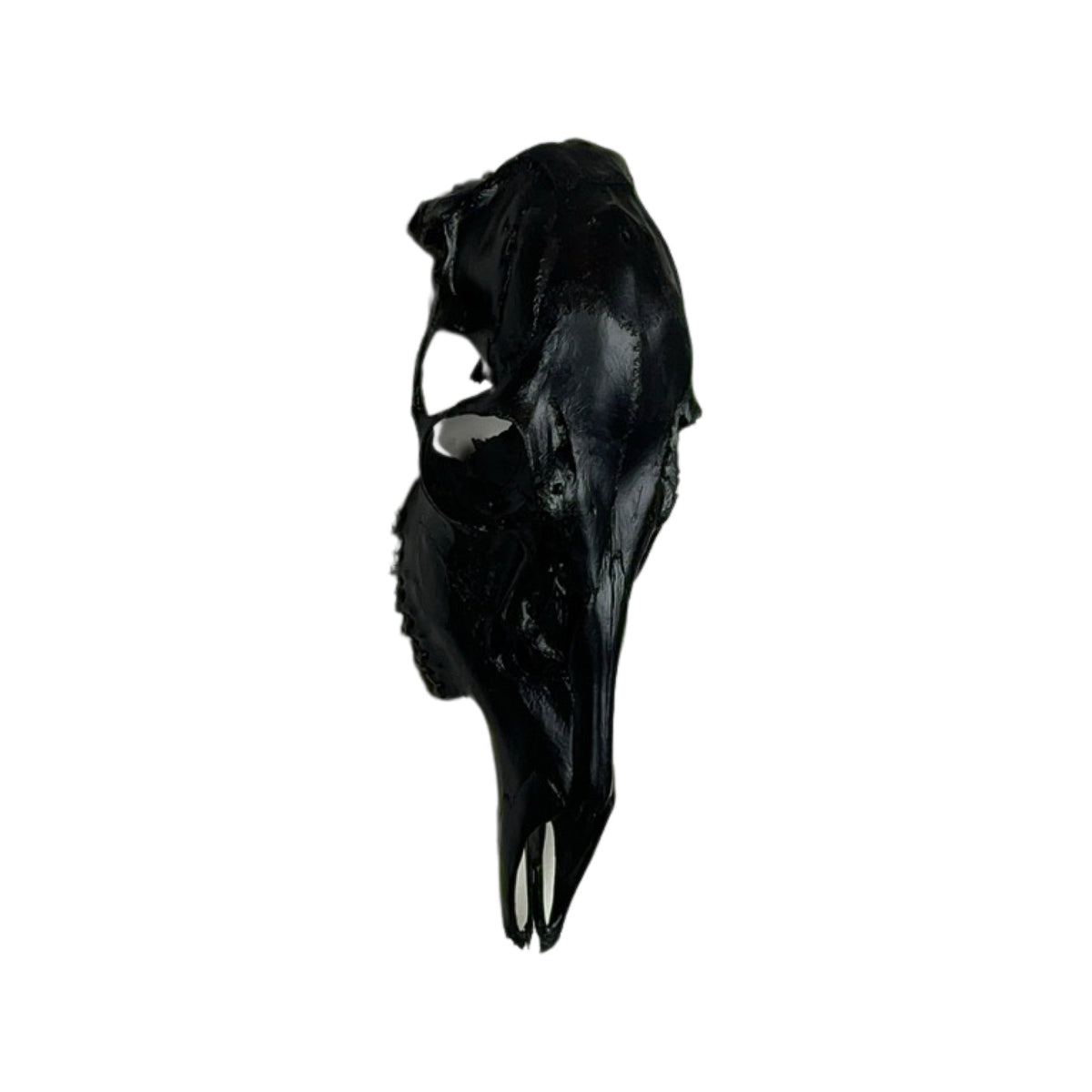 A Home Decor Taxidermy Female White-Tailed Deer Black Painted European Skull of Grade Respectable