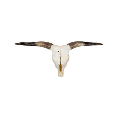 A Home Decor Taxidermy Longhorn Skull of Grade Respectable