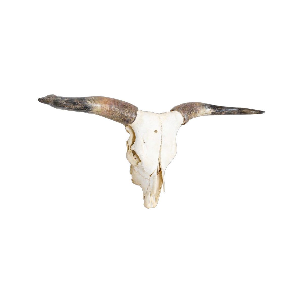 A Home Decor Taxidermy Longhorn Skull of Grade Respectable