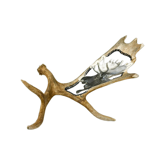 A Moose Engraved Antler Taxidermy Wall Decor featuring a moose head