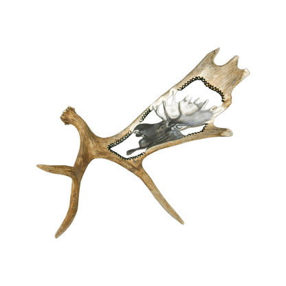 A Moose Engraved Antler Taxidermy Wall Decor featuring a moose head