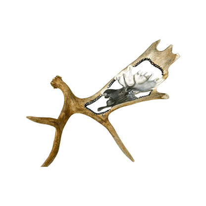 A Moose Engraved Antler Taxidermy Wall Decor featuring a moose head
