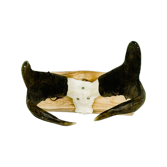 A Home Decor Taxidermy Pronghorn Skull of Grade World Class