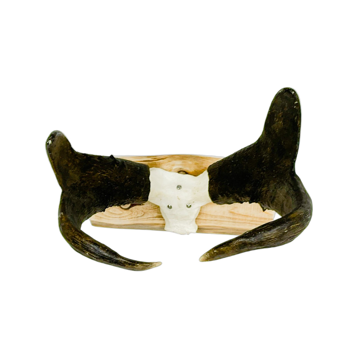 A Home Decor Taxidermy Pronghorn Skull of Grade World Class