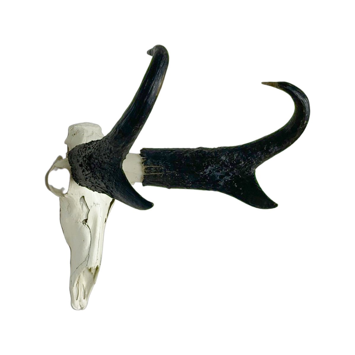A Home Decor Taxidermy Pronghorn Skull of Grade Trophy
