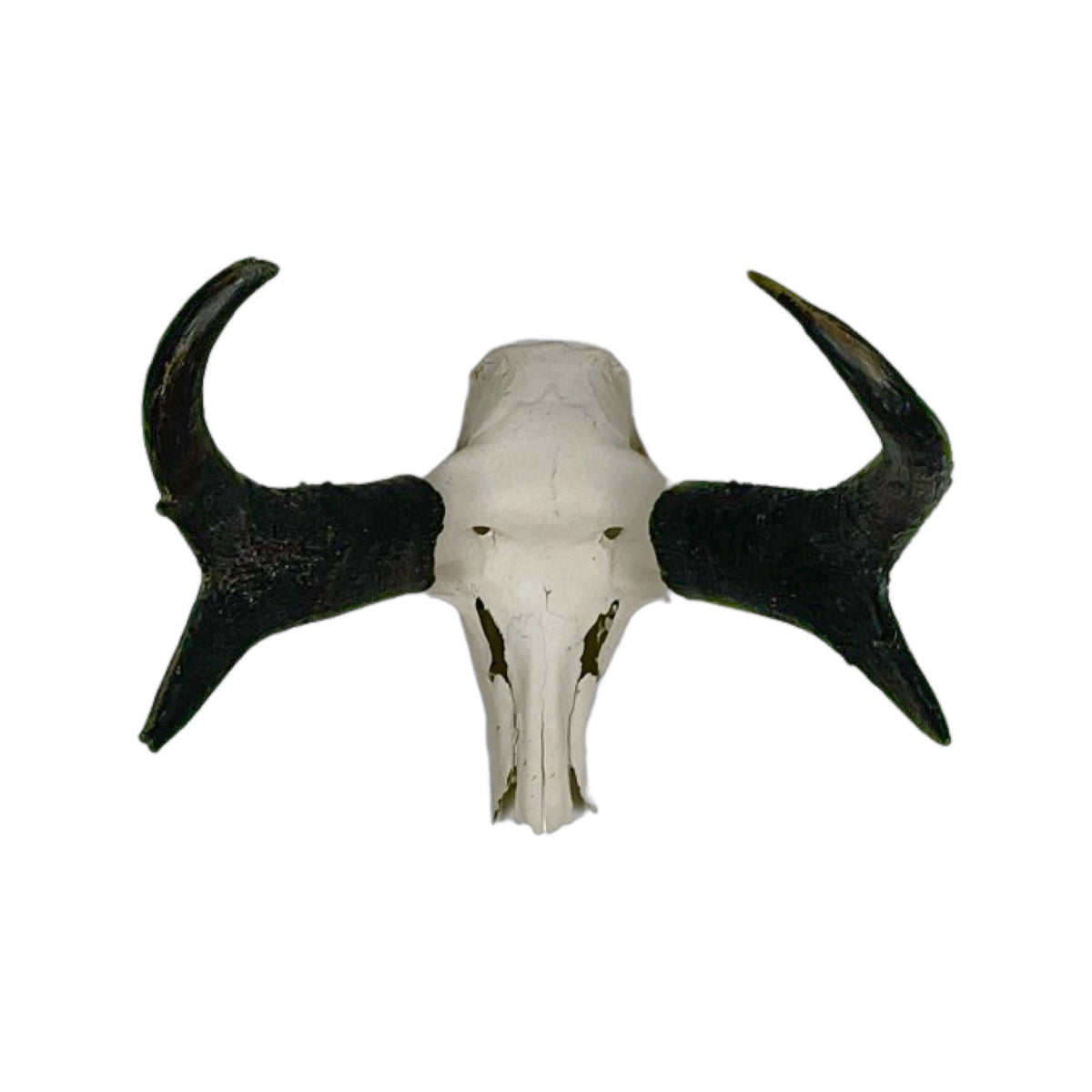 A Home Decor Taxidermy Pronghorn Skull of Grade Respectable