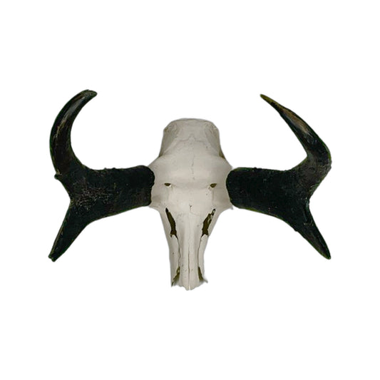 A Home Decor Taxidermy Pronghorn Skull of Grade Respectable