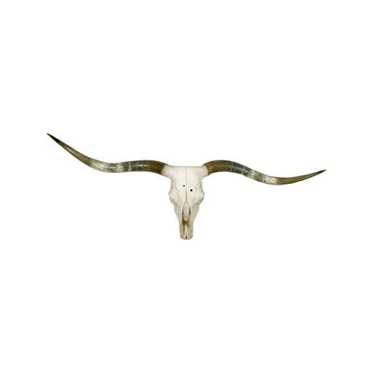 A Home Decor Taxidermy Texas Longhorn Skull of Grade Respectable