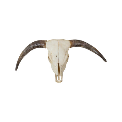 A Home Decor Taxidermy Skull Texas longhornof Grade Remarkable