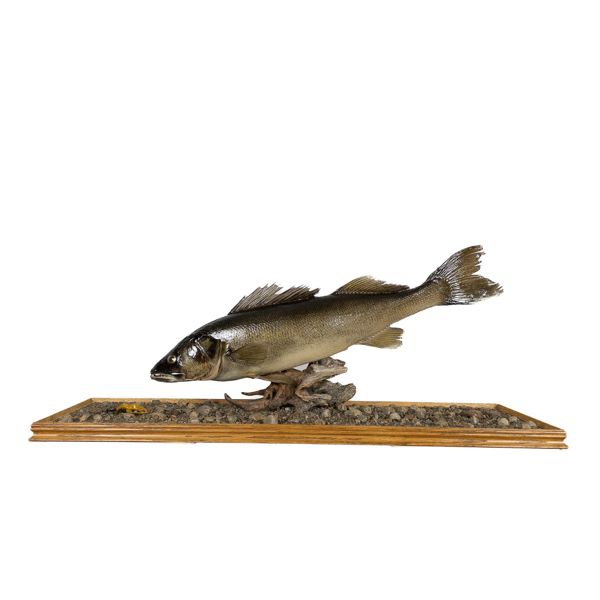 A Home Decor Taxidermy Fish Mount in Glass Showcase Walleye Glass Show case of Grade Remarkable