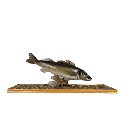 A Home Decor Taxidermy Fish Mount in Glass Showcase Walleye Glass Show case of Grade Remarkable
