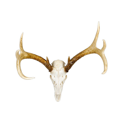 A Home Decor Taxidermy White-Tailed Deer European Skull of Grade Inferior