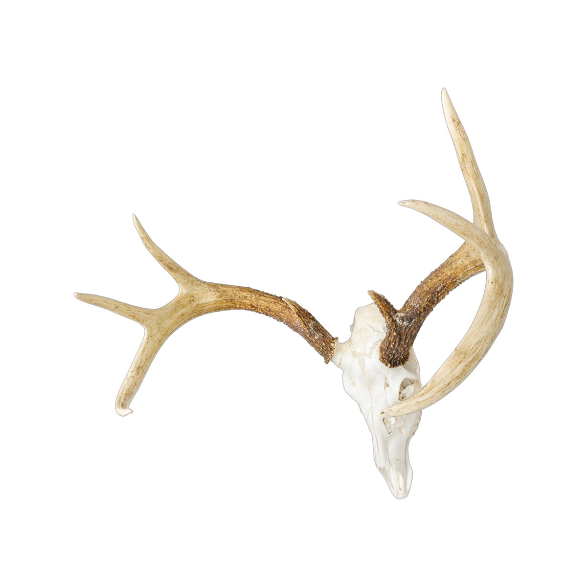 A Home Decor Taxidermy White-Tailed Deer European Skull of Grade Inferior