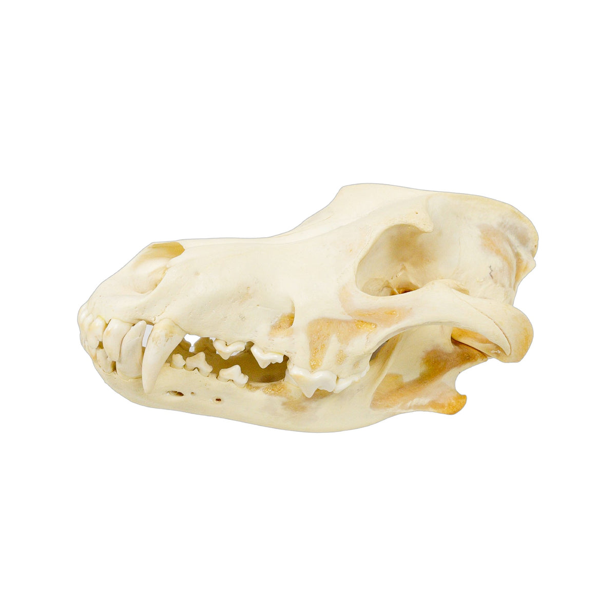A Home Decor Taxidermy Wolf Skull  of Grade Respectable