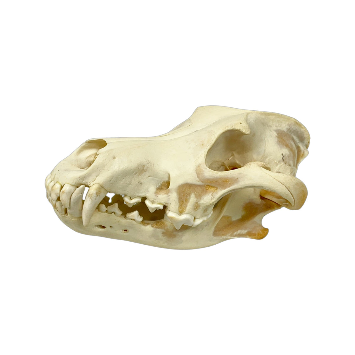A Home Decor Taxidermy Wolf Skull  of Grade Respectable