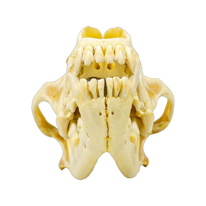 A Home Decor Taxidermy Wolf Skull  of Grade Respectable