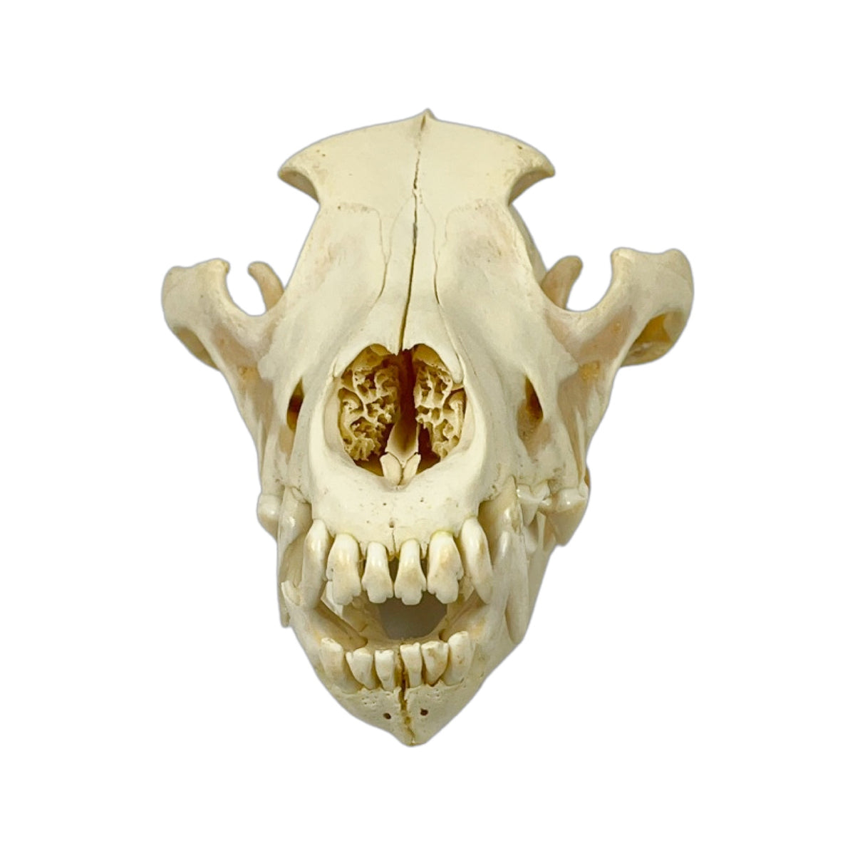 A Home Decor Taxidermy Wolf Skull  of Grade Respectable