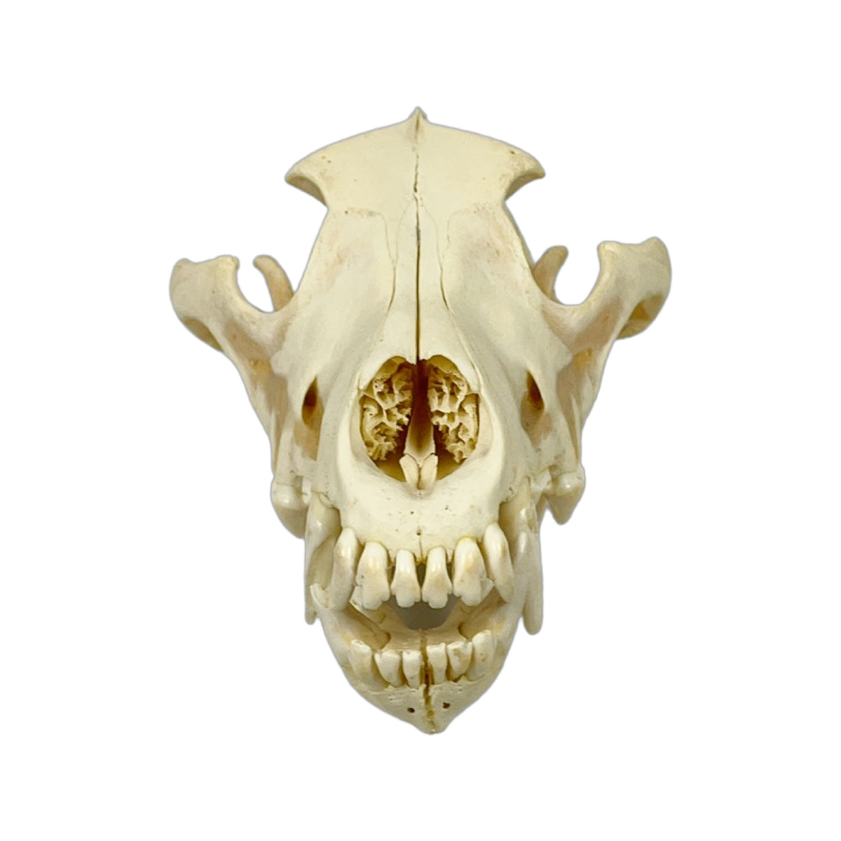 A Home Decor Taxidermy Wolf Skull  of Grade Respectable