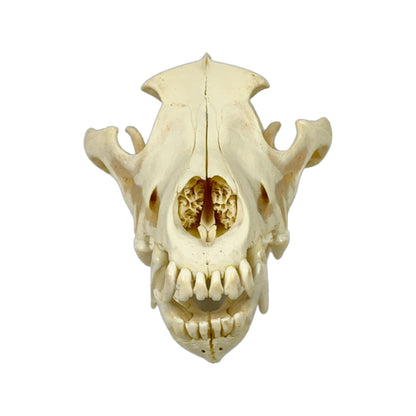 A Home Decor Taxidermy Wolf Skull  of Grade Respectable