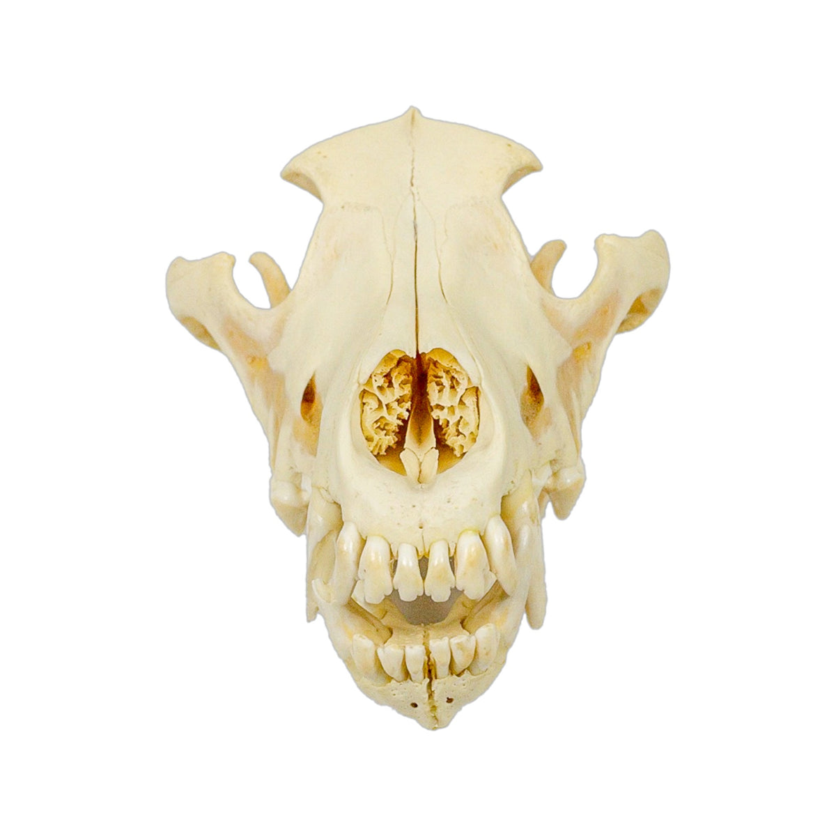 A Home Decor Taxidermy Wolf Skull  of Grade Respectable