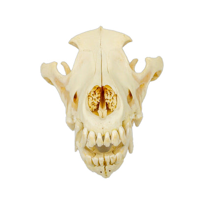 A Home Decor Taxidermy Wolf Skull  of Grade Respectable