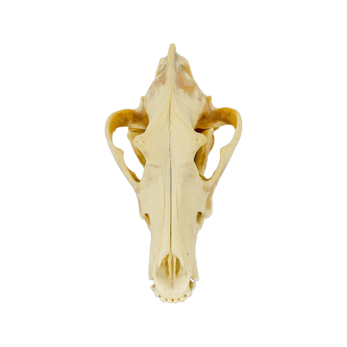 A Home Decor Taxidermy Wolf Skull  of Grade Respectable