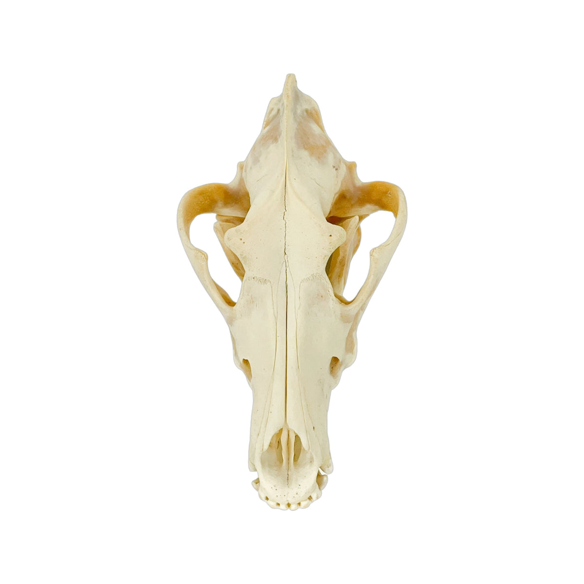 A Home Decor Taxidermy Wolf Skull  of Grade Respectable