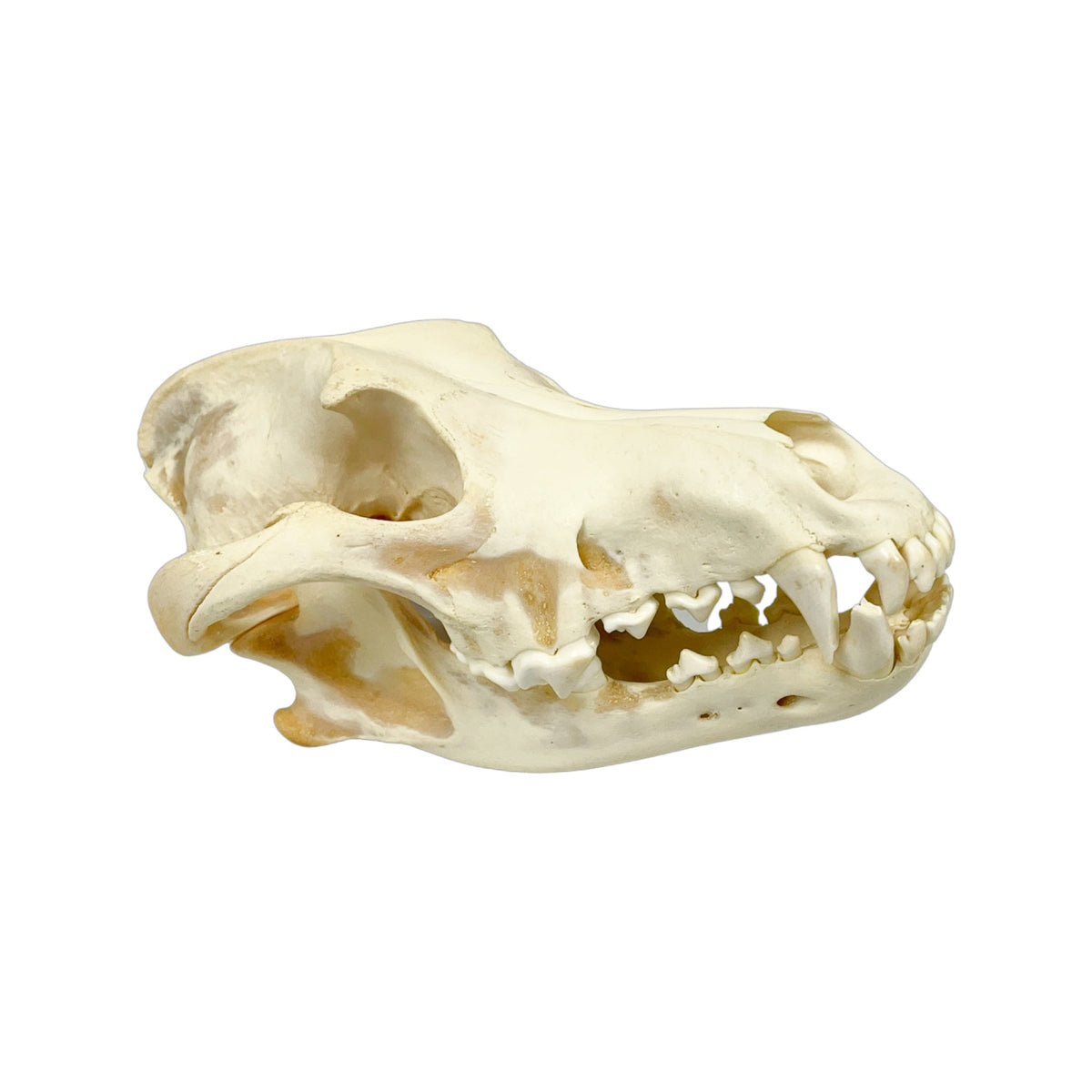 A Home Decor Taxidermy Wolf Skull  of Grade Respectable