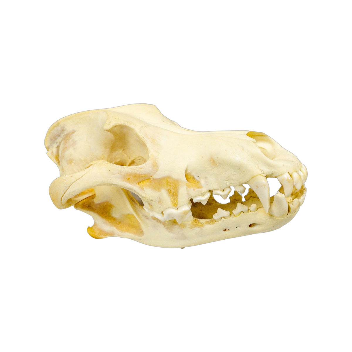 A Home Decor Taxidermy Wolf Skull  of Grade Respectable