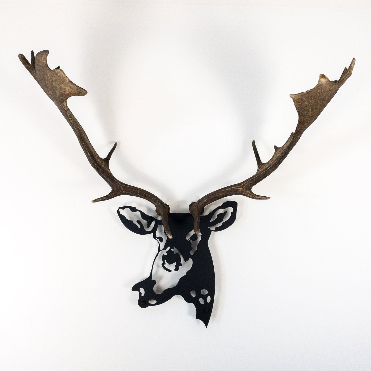 A metal wall decor made from real shed  Fallow Deer antlers mounted on a metal head