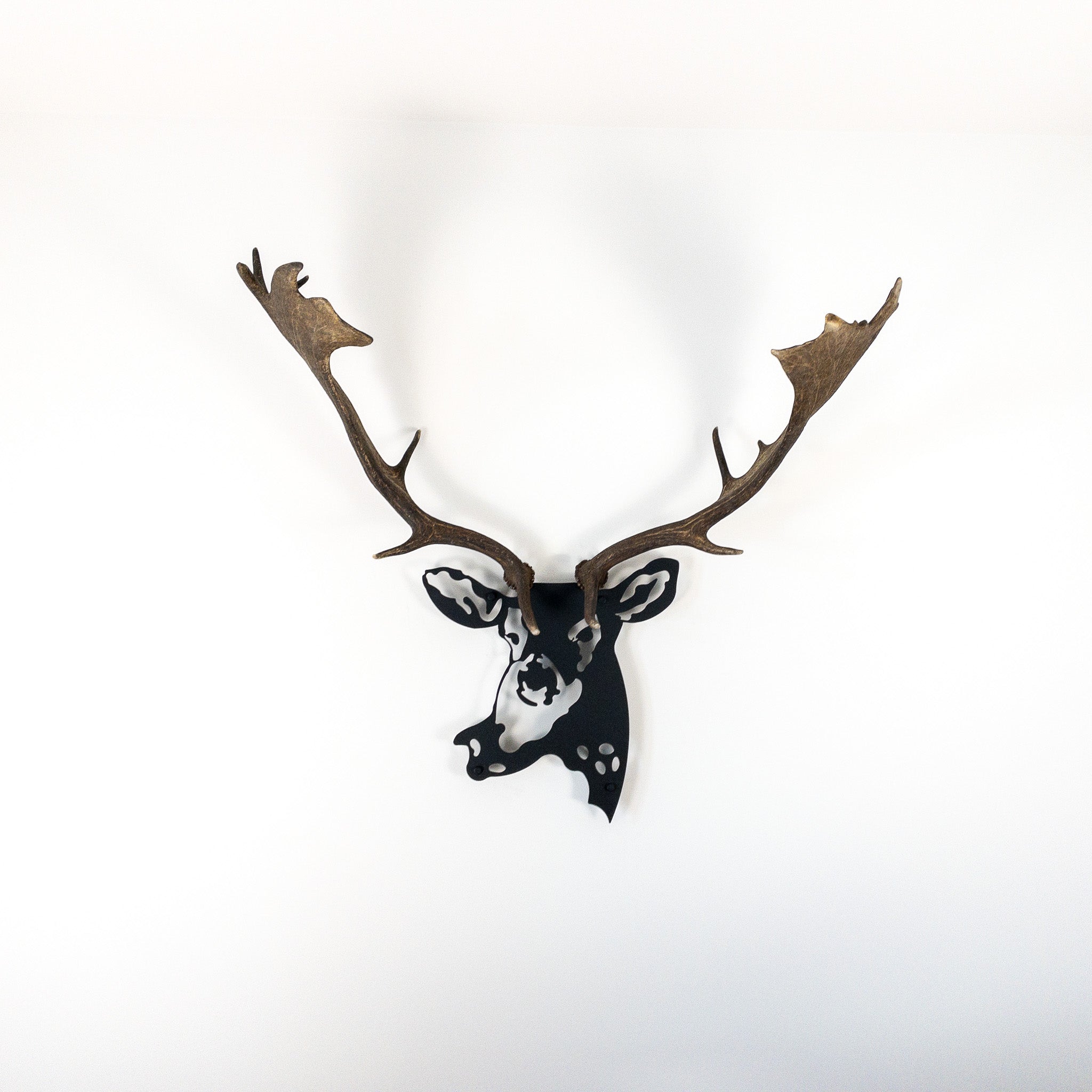 Antlers & Metal Wall Decor - Fallow Deer XX Large Sized Antlers - Item #  A1064