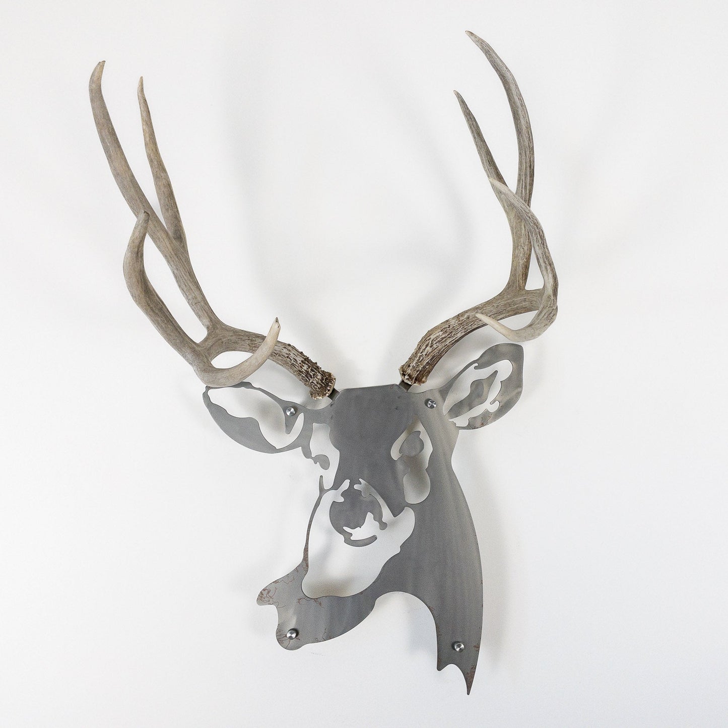 A metal wall decor made from real shed  Mule Deer antlers mounted on a metal head