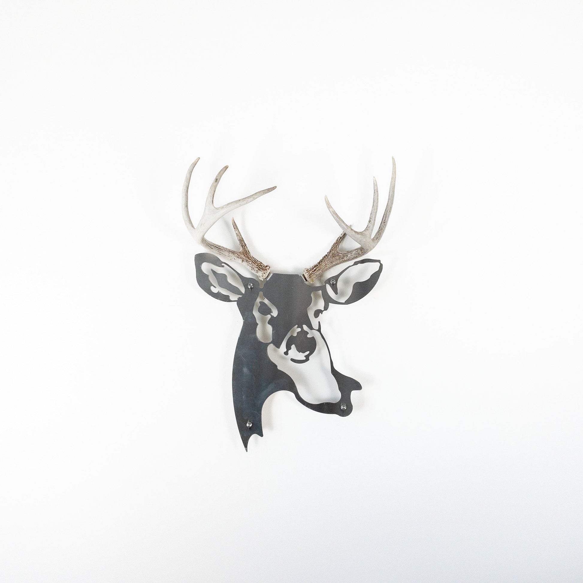 A metal wall decor made from real shed  White-Tailed Deer antlers mounted on a metal head